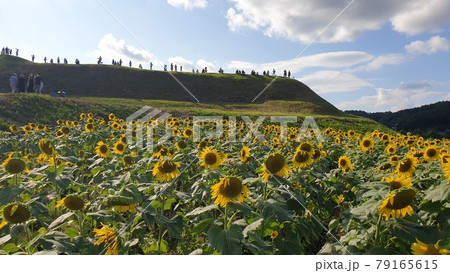 ヒマワリ 丘 青空 79165615