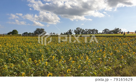 ヒマワリ 丘 青空 79165629