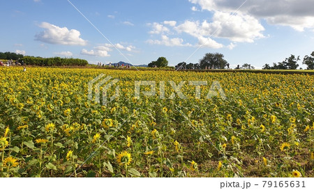 ヒマワリ 丘 青空 79165631