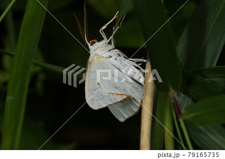 生き物 昆虫 シロツバメエダシャク、櫛歯状の触角と白色の混じる橙色の顔面。シロツバメのオスの特徴 生き物 昆虫 シロツバメエダシャク、櫛歯状の触角と白色の混じる橙色の顔面。シロツバメのオスの特徴 79165735