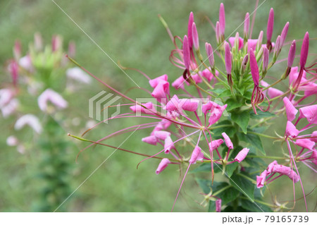 線香花火のようなクレオメ 線香花火のようなクレオメ 79165739
