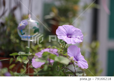 朝顔 朝顔 79166218