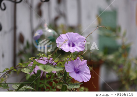 朝顔 79166219