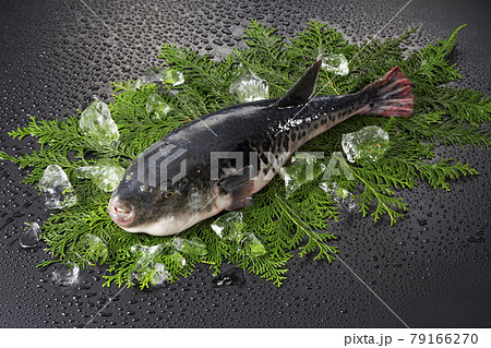 とらふぐ1尾 79166270