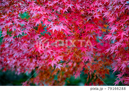 姫路城　好古園の紅葉　兵庫県姫路市 79166288