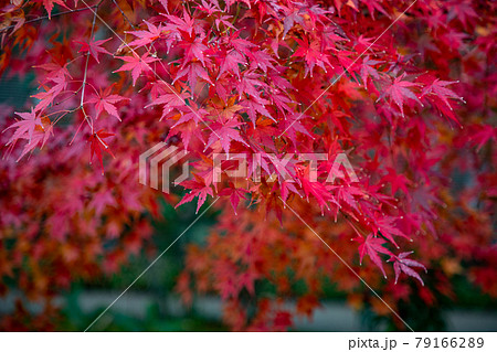 姫路城　好古園の紅葉　兵庫県姫路市 79166289