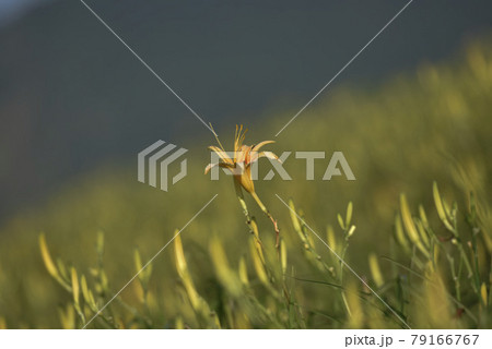 台湾 草 芝生 79166767