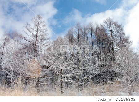 信州八ヶ岳の野辺山高原、厳冬の朝に霧氷に覆われて凍てつく森林 79166805
