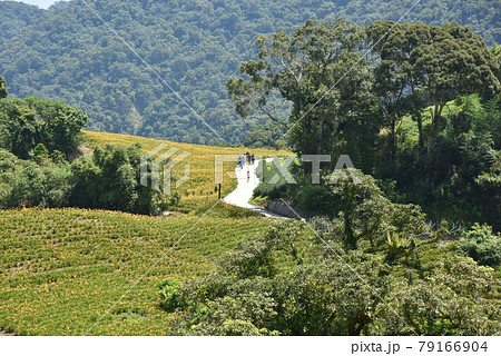 台湾 鶏冠 とさか 79166904