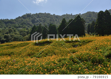 台湾 草 芝生 79166915