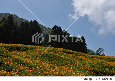 台湾 鶏冠 とさか 79166916