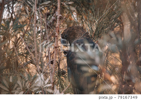 A black cockatoo bird perched on a tree branch 79167349