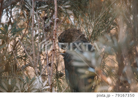 A black cockatoo bird perched on a tree branch 79167350