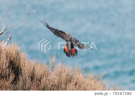 A black cockatoo bird perched on a tree branch 79167380