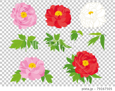 色とりどりの牡丹の花 79167505