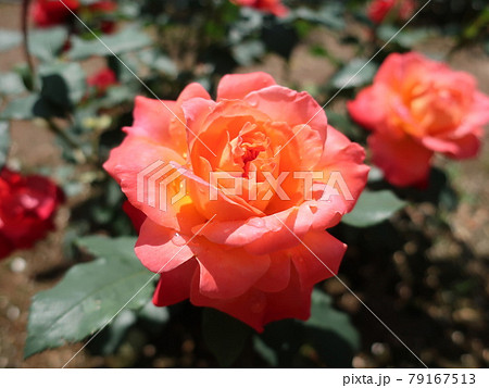 薔薇の花 薔薇の花 79167513