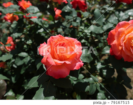 薔薇の花 薔薇の花 79167515