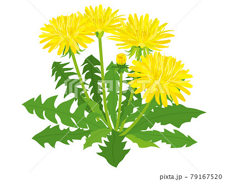 Yellow dandelion flower - Stock Illustration [79167520] - PIXTA