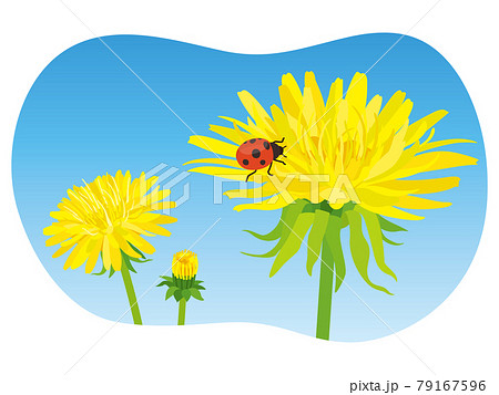 黄色いタンポポの花とてんとう虫のイラスト素材
