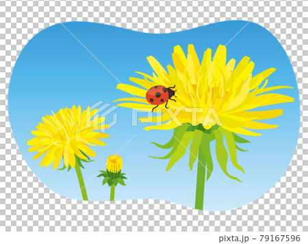 黄色いタンポポの花とてんとう虫のイラスト素材