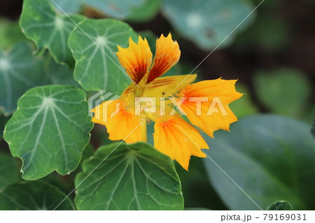 初夏の庭に咲くキンレンカの花 初夏の庭に咲くキンレンカの花 79169031