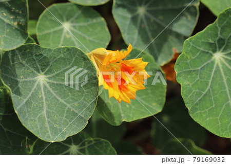 初夏の庭に咲くキンレンカの花 初夏の庭に咲くキンレンカの花 79169032