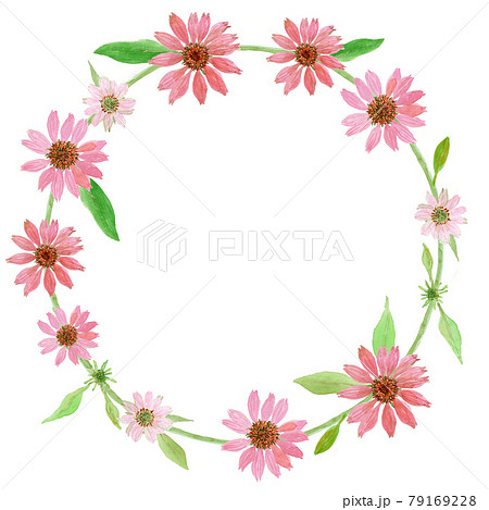 エキナセアの水彩イラストリース エキナセアの水彩イラストリース 79169228