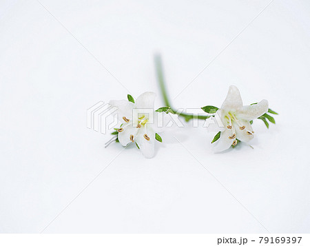 Close up Eukien tea flower 79169397