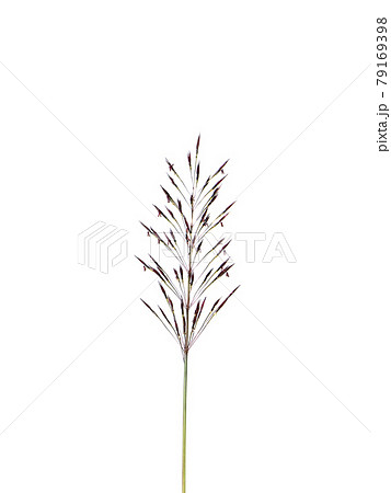 Close up of gold beard grass on white background 79169398