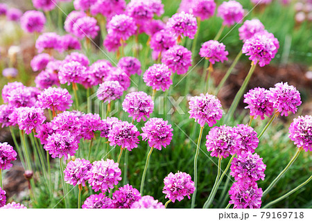 可愛いピンクのお花アルメリアの写真素材