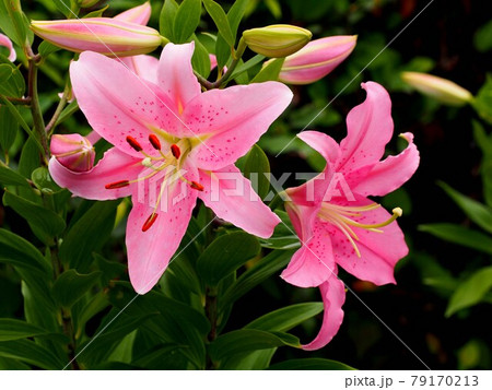 ピンクのユリの花と蕾 ソルボンヌ の写真素材