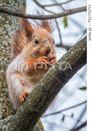 The squirrel with nut sits on a branches in the spring or summer. 79170252