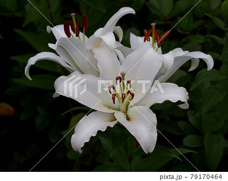 カサブランカの白い花のアップの写真素材