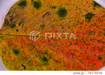 柿の葉の紅葉 柿の葉の紅葉 79170540