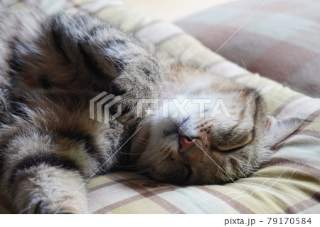 眠るキジトラ 眠るキジトラ 79170584