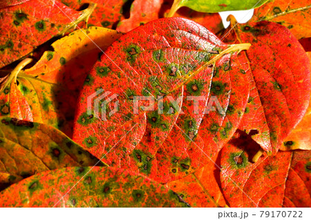 柿の葉の紅葉 柿の葉の紅葉 79170722