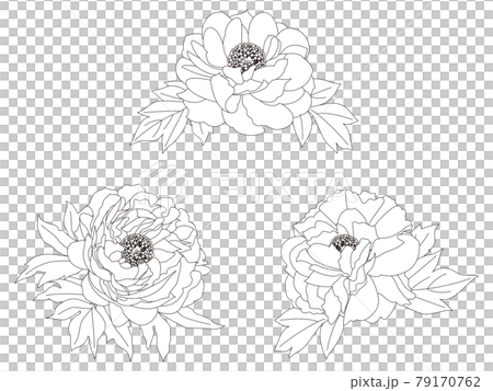 Flower coloring book Peony flower Flower coloring book Peony flower 79170762