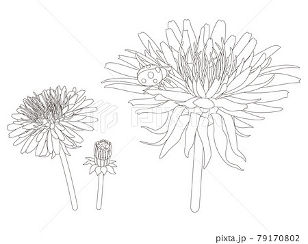 花のぬり絵　タンポポの花 79170802
