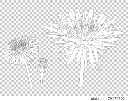 花のぬり絵　タンポポの花 79170802