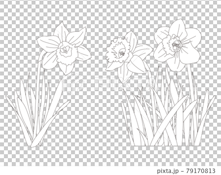 Flower coloring book Narcissus flowers Flower coloring book Narcissus flowers 79170813