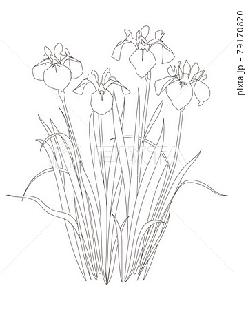 花のぬり絵 カキツバタの花のイラスト素材 花のぬり絵 カキツバタの花のイラスト素材