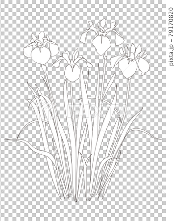 花のぬり絵 カキツバタの花のイラスト素材 花のぬり絵 カキツバタの花のイラスト素材