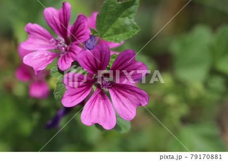 初夏の庭に咲くゼニアオイの赤紫色の花 79170881