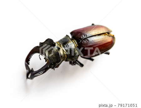 European stag beetle on white background 79171051