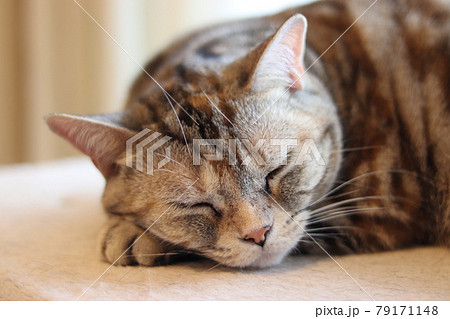 癒し顔で寝る猫アメリカンショートヘアシルバーパッチドタビー 79171148