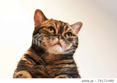 真剣表情の鼻ぺちゃ猫アメリカンショートヘアブラウンタビー 真剣表情の鼻ぺちゃ猫アメリカンショートヘアブラウンタビー 79171480