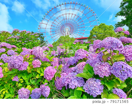 お台場の紫陽花と観覧車 79171565