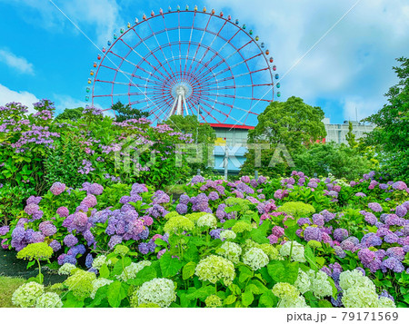 お台場の紫陽花と観覧車 79171569