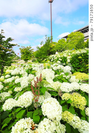 お台場の紫陽花 水の広場公園 79171650