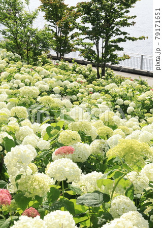 お台場の紫陽花 水の広場公園 お台場の紫陽花 水の広場公園 79171651